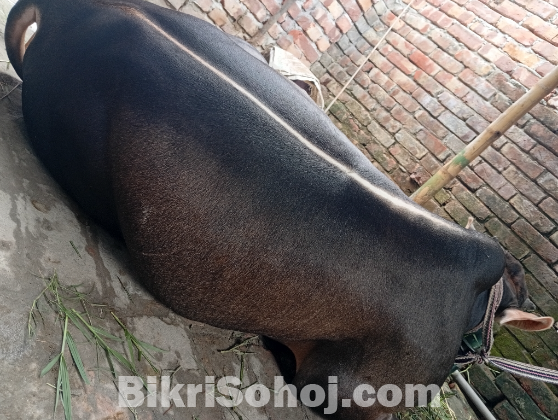 কুরবানীর গরু